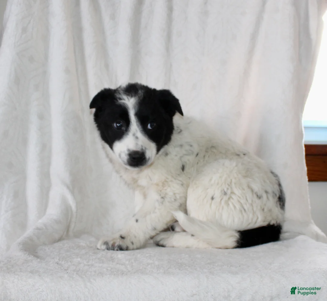 Australian Cattle Dog dogs for sale: Wilma  - Ad 6