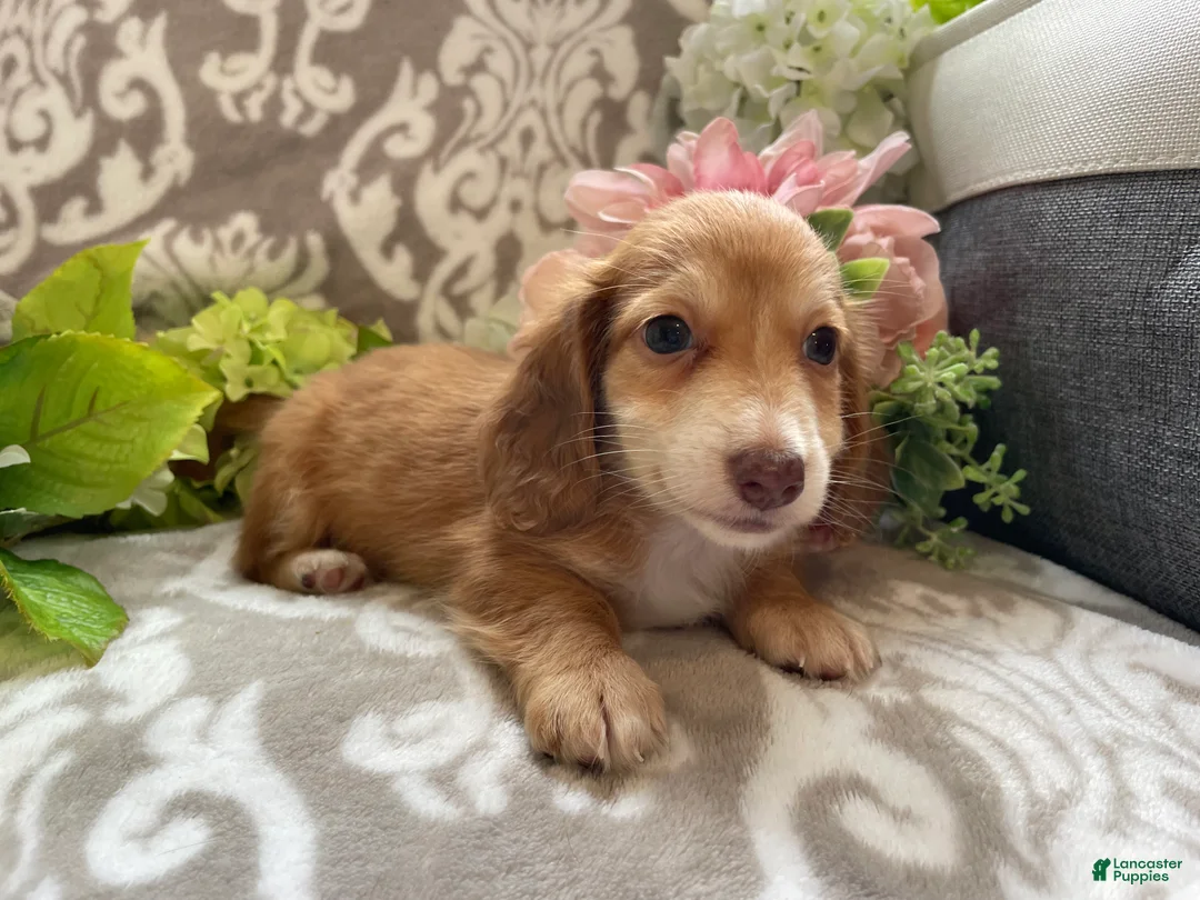Miniature Dachshund dogs for sale: Shane - Ad 2