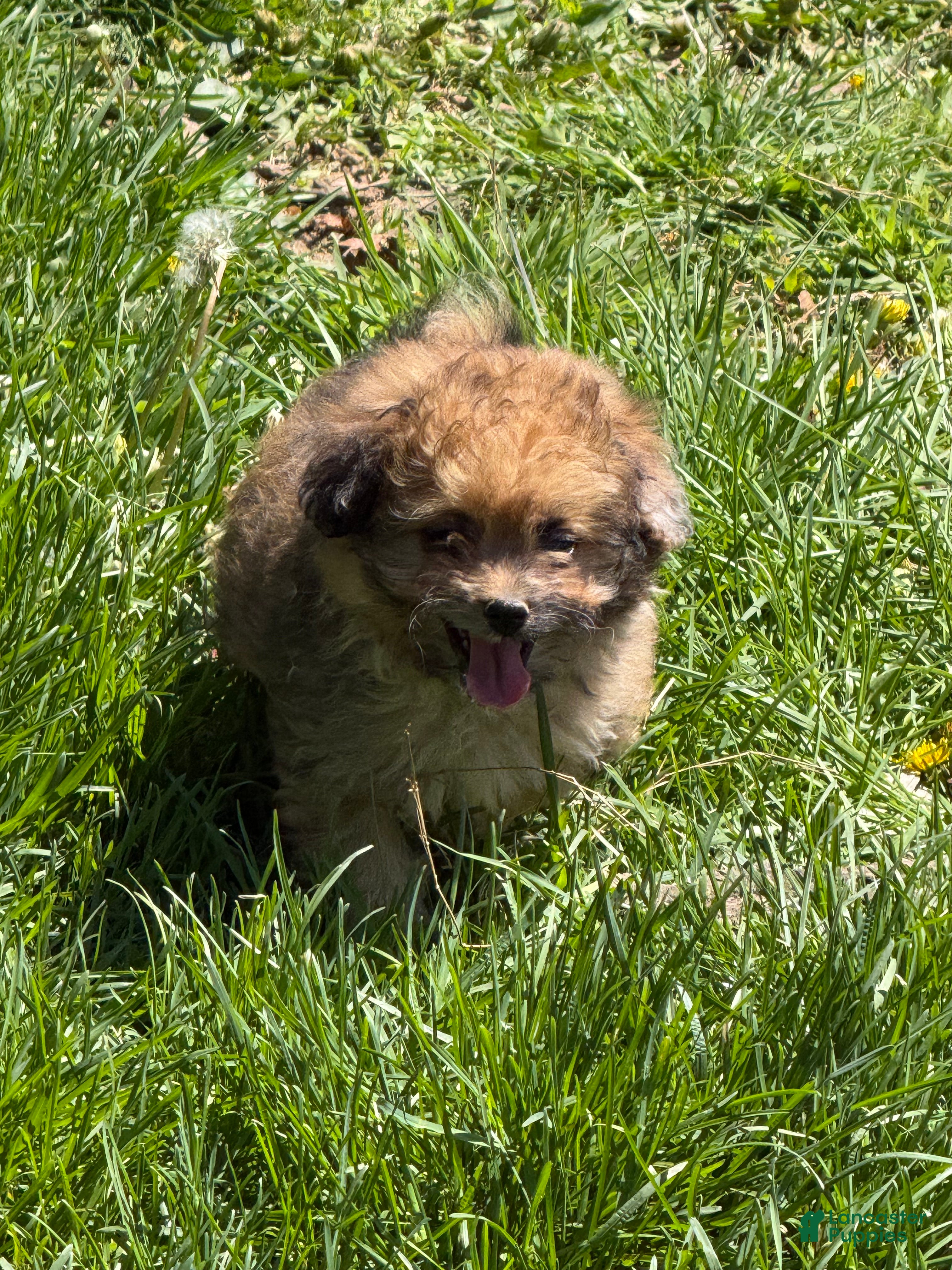 Pomapoo dogs Pomapoo Puppy 3 - Ad 10