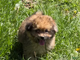 Pomapoo dogs Pomapoo Puppy 3 - Ad 10