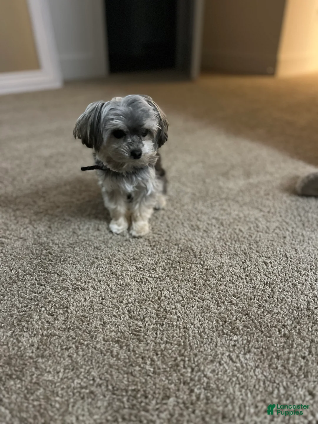 Yorkiepoo dogs for sale: Chipotle  - Ad 2
