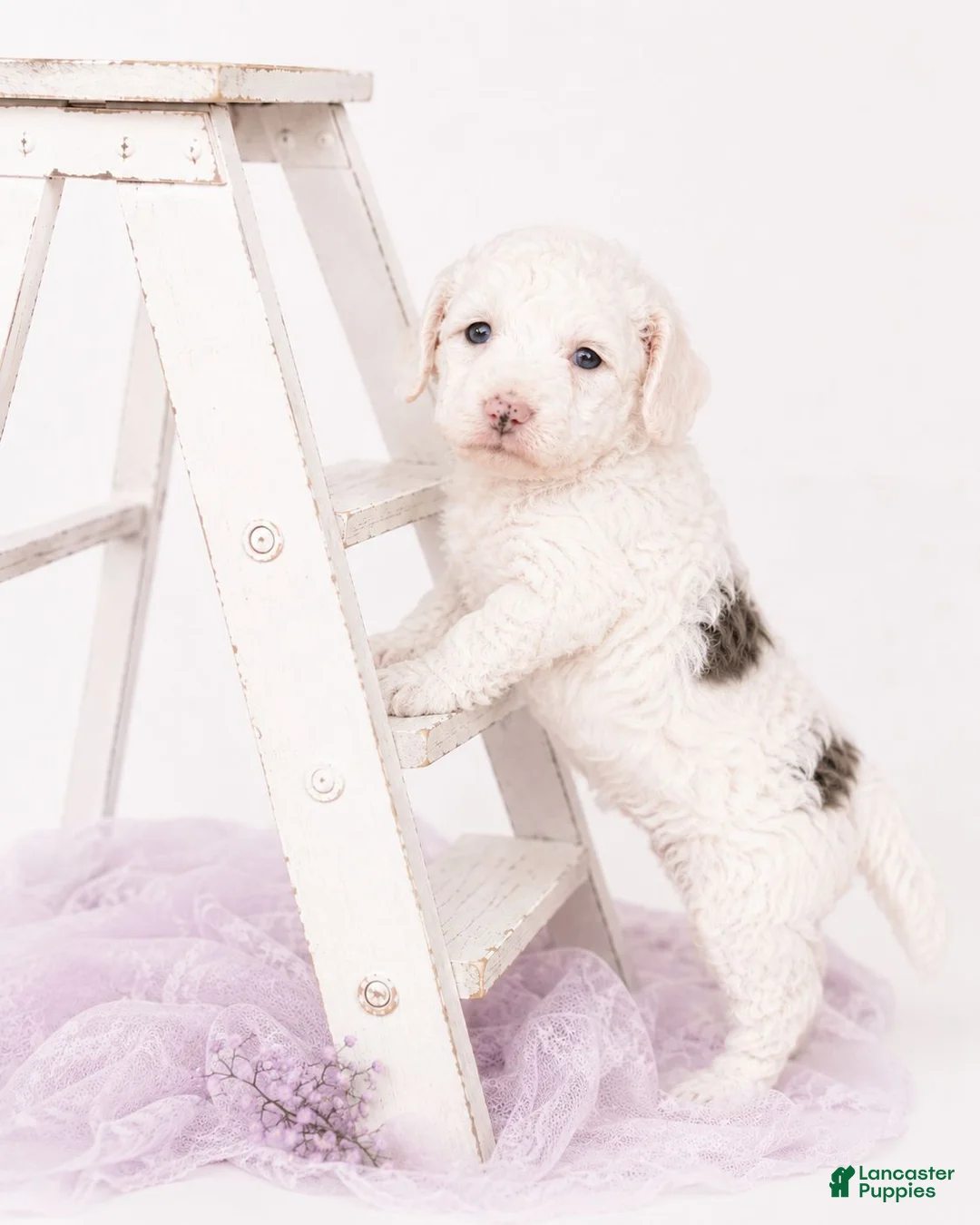 Aussiedoodle dogs for sale: Aussiedoodle 5 - Ad 2
