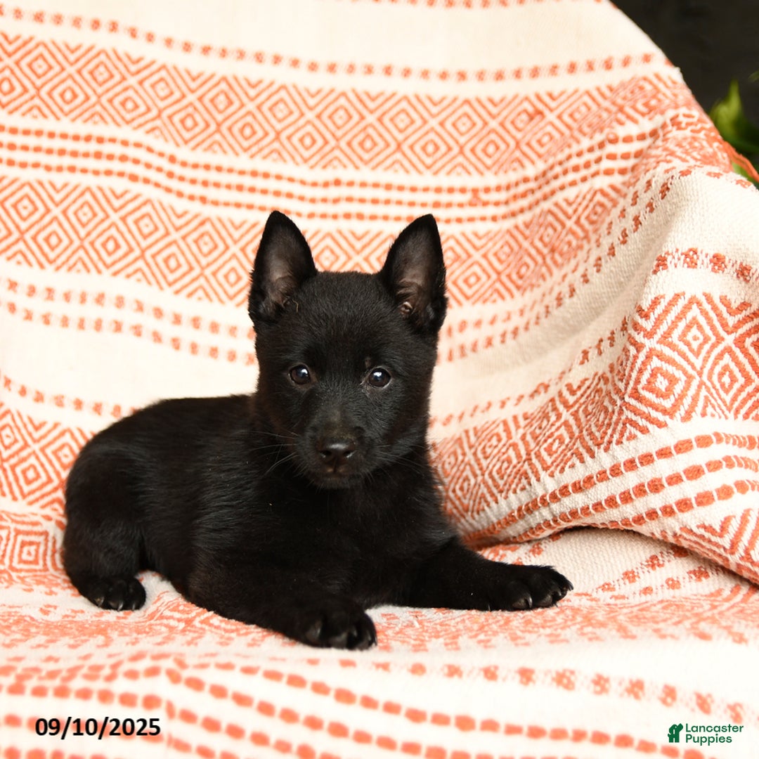 Schipperke dogs for sale: Silly - Ad 2