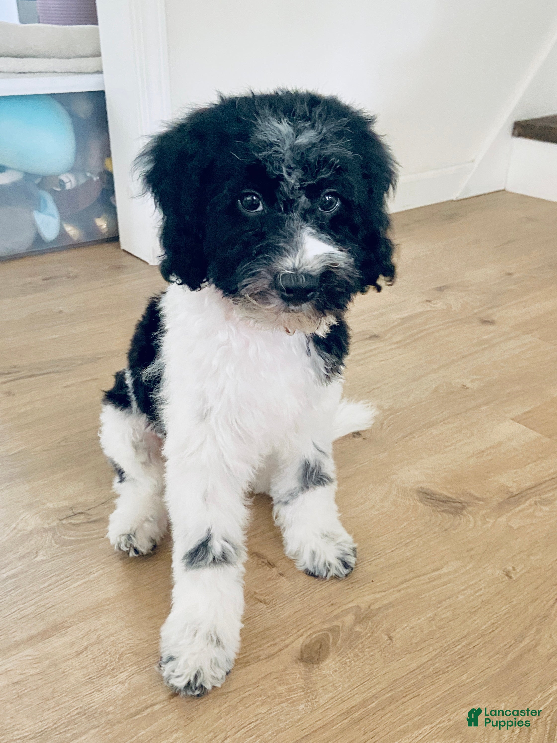 Cavapoo dogs Jasper - f1b mini cavapoo - Ad 19