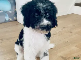 Cavapoo dogs Jasper - f1b mini cavapoo - Ad 19