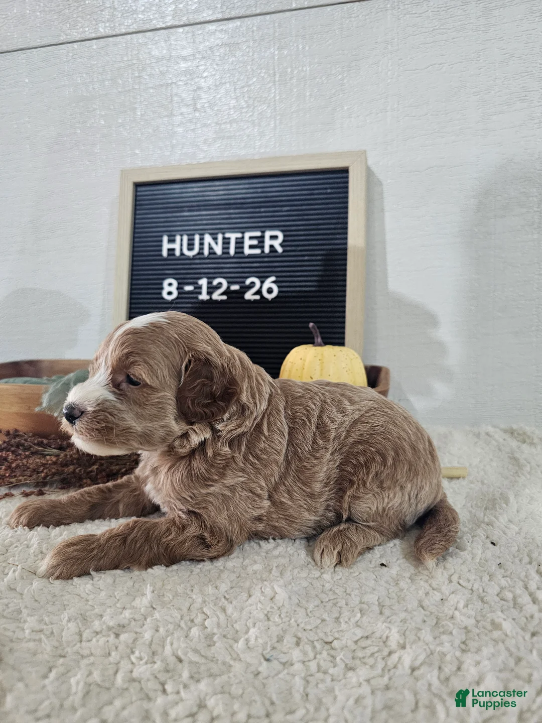 Mini Goldendoodle dogs for sale: Hunter - Ad 2