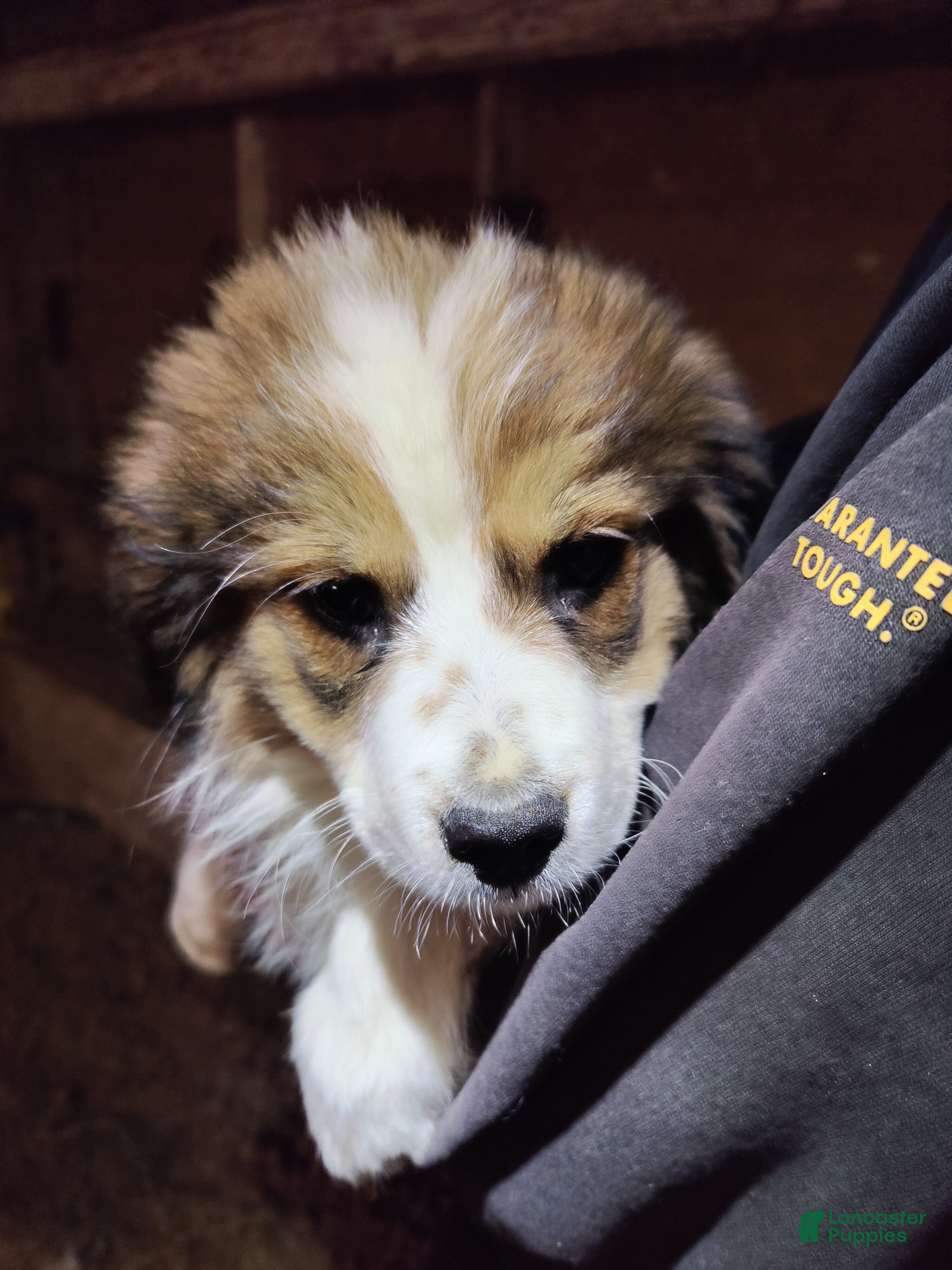 Mixed Breed dogs Tinsel - Ad 1