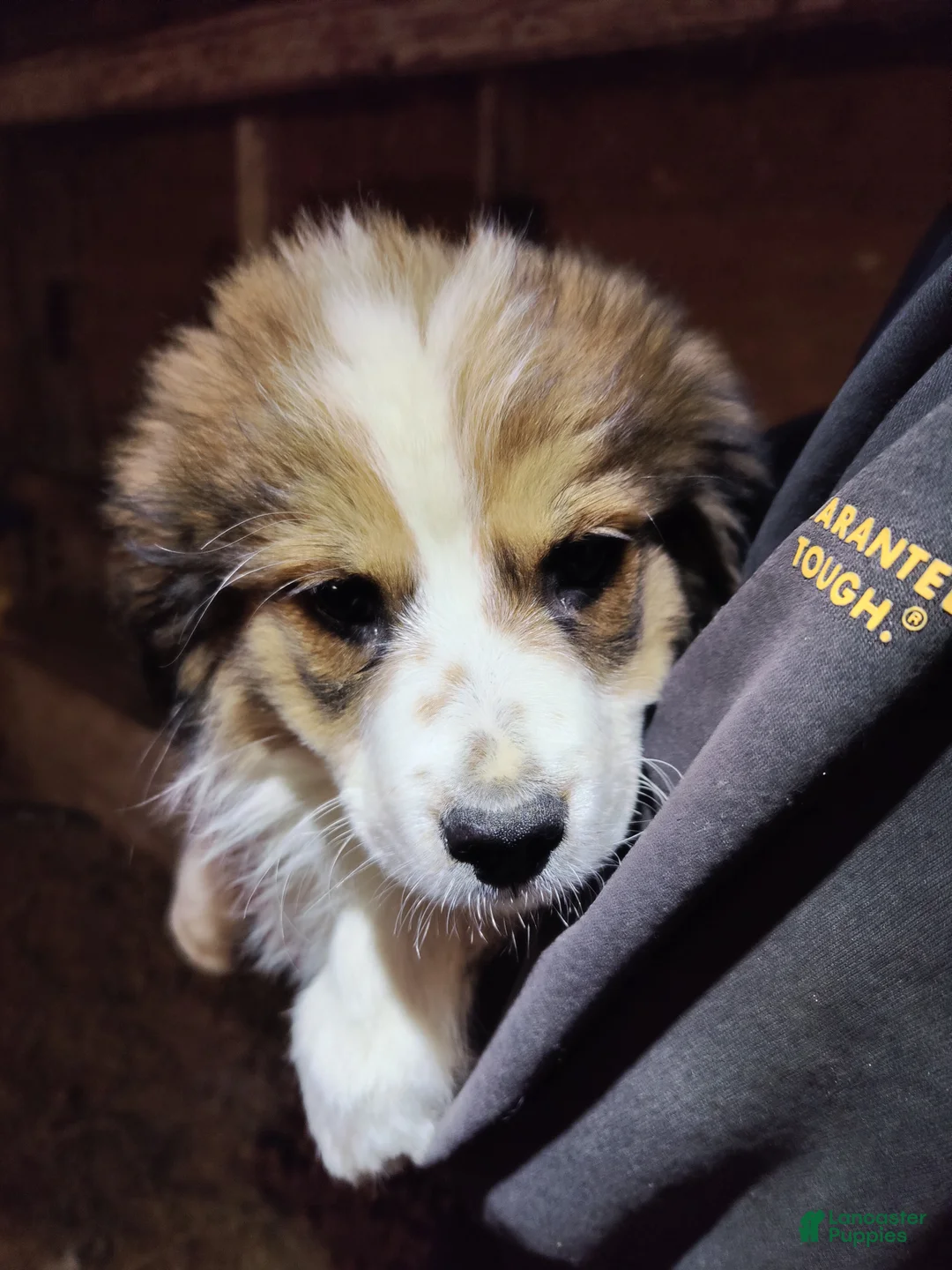 Mixed Breed dogs for sale: Tinsel - Ad 1