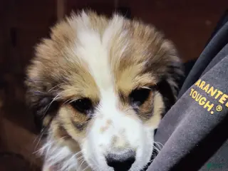 Mixed Breed dogs for sale: Tinsel - Ad 1