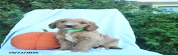 Goldendoodle dogs for sale: Frost  - Ad 3
