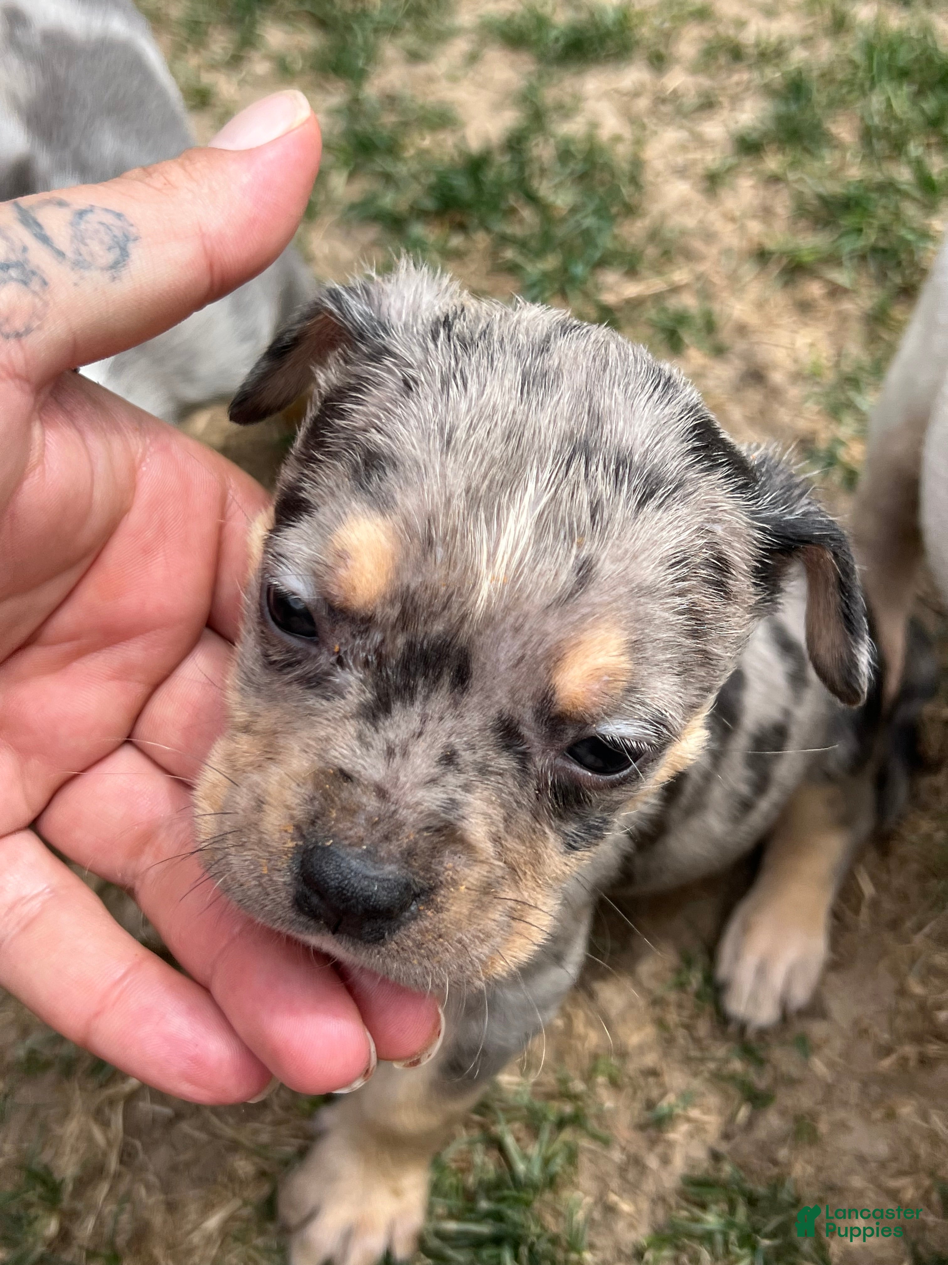 American Bully dogs American Bully Puppy 3 - Ad 4