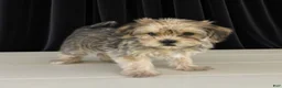 Yorkiepoo dogs for sale: Harry - Ad 4