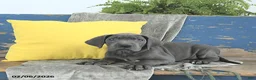 Great Dane dogs for sale: Cleopatra - Ad 4