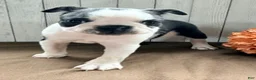 Boston Terrier dogs for sale: Crystal Female Boston Terrier - Ad 7