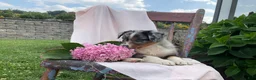 Australian Shepherd dogs for sale: Kody - Ad 4