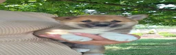 Shiba Inu dogs for sale: Patriot - Ad 3