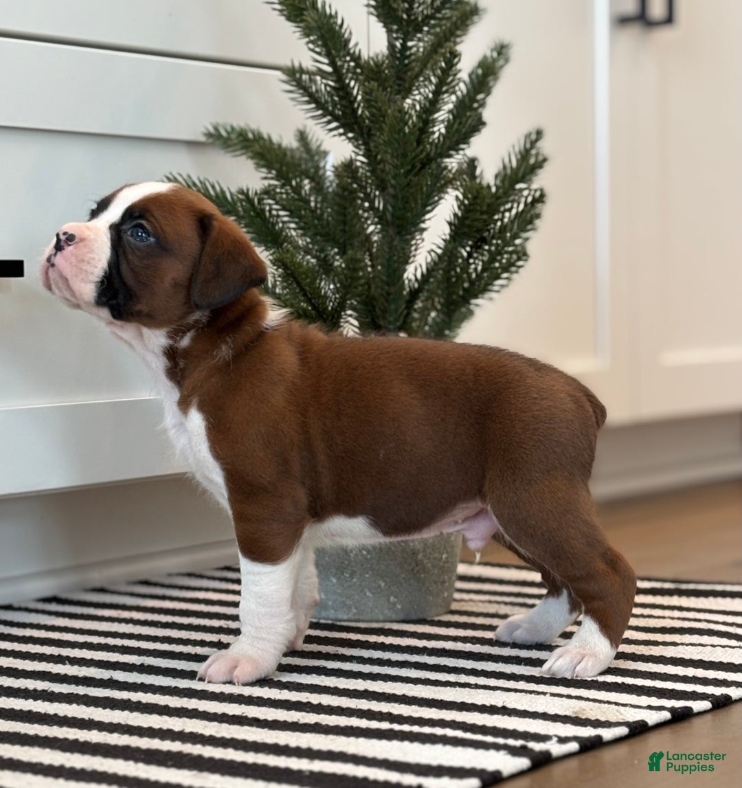 Boxer dogs for sale: Ace - Ad 1