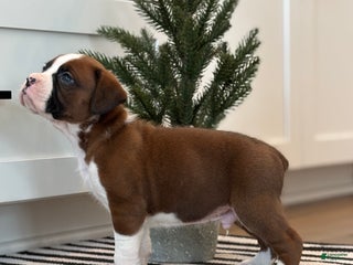 Boxer dogs Ace - Ad 34