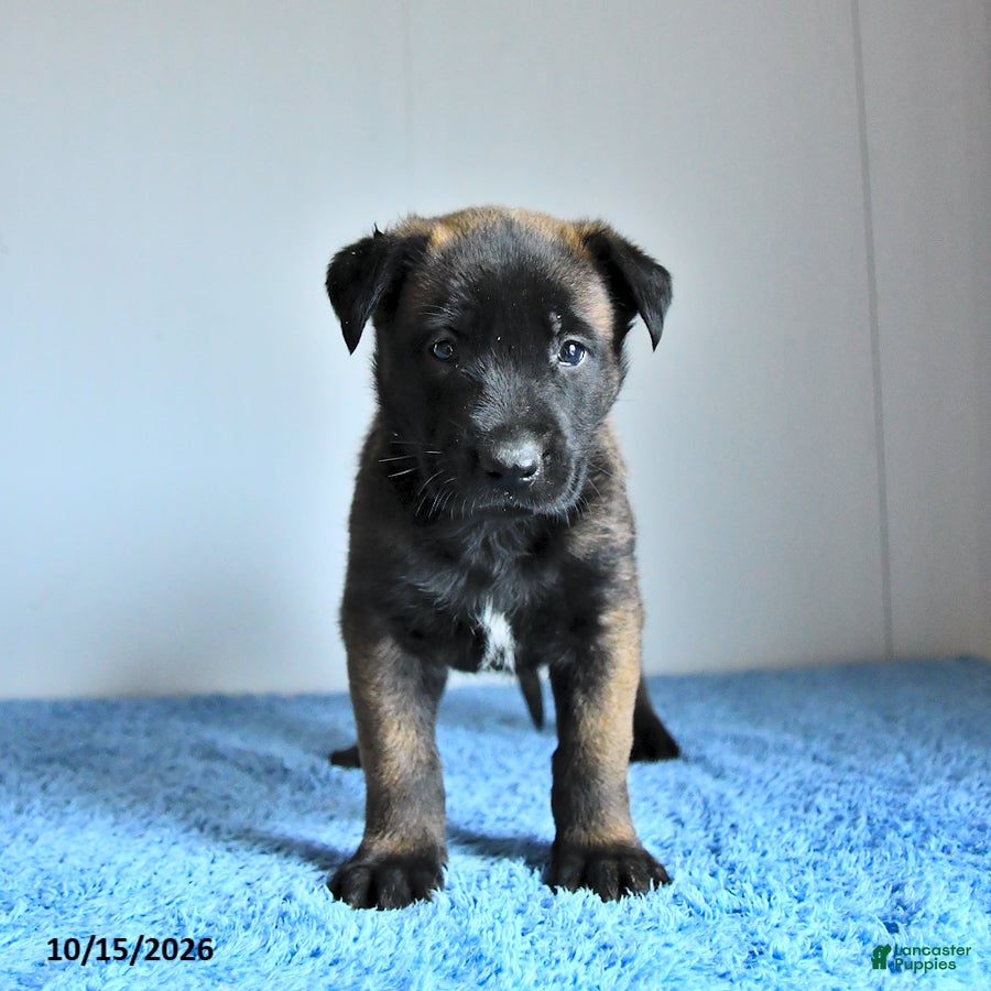 Belgian Malinois dogs for sale: Archer - Ad 1