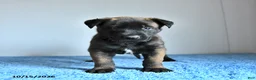 Belgian Malinois dogs for sale: Archer - Ad 1