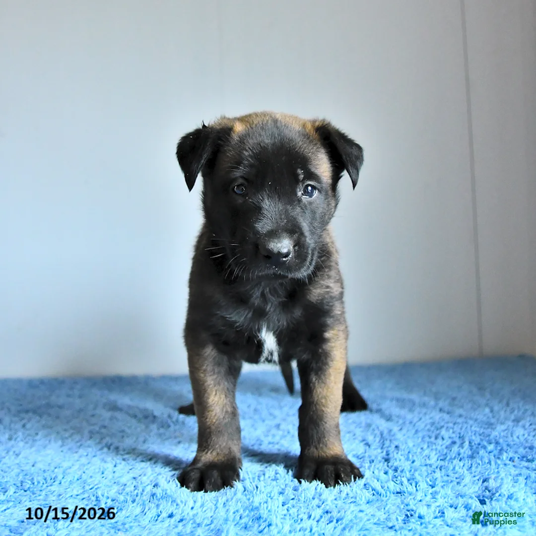 Belgian Malinois dogs for sale: Archer - Ad 1