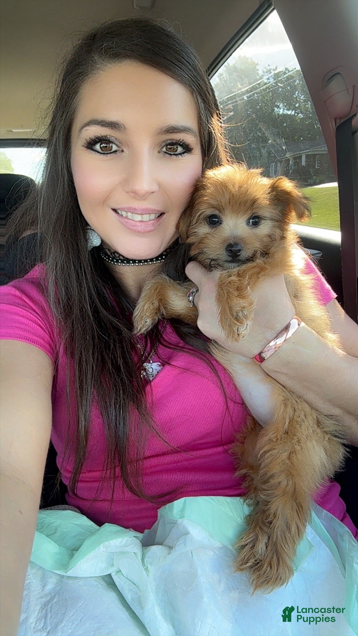 Yorkiepoo dogs Stella - Ad 39