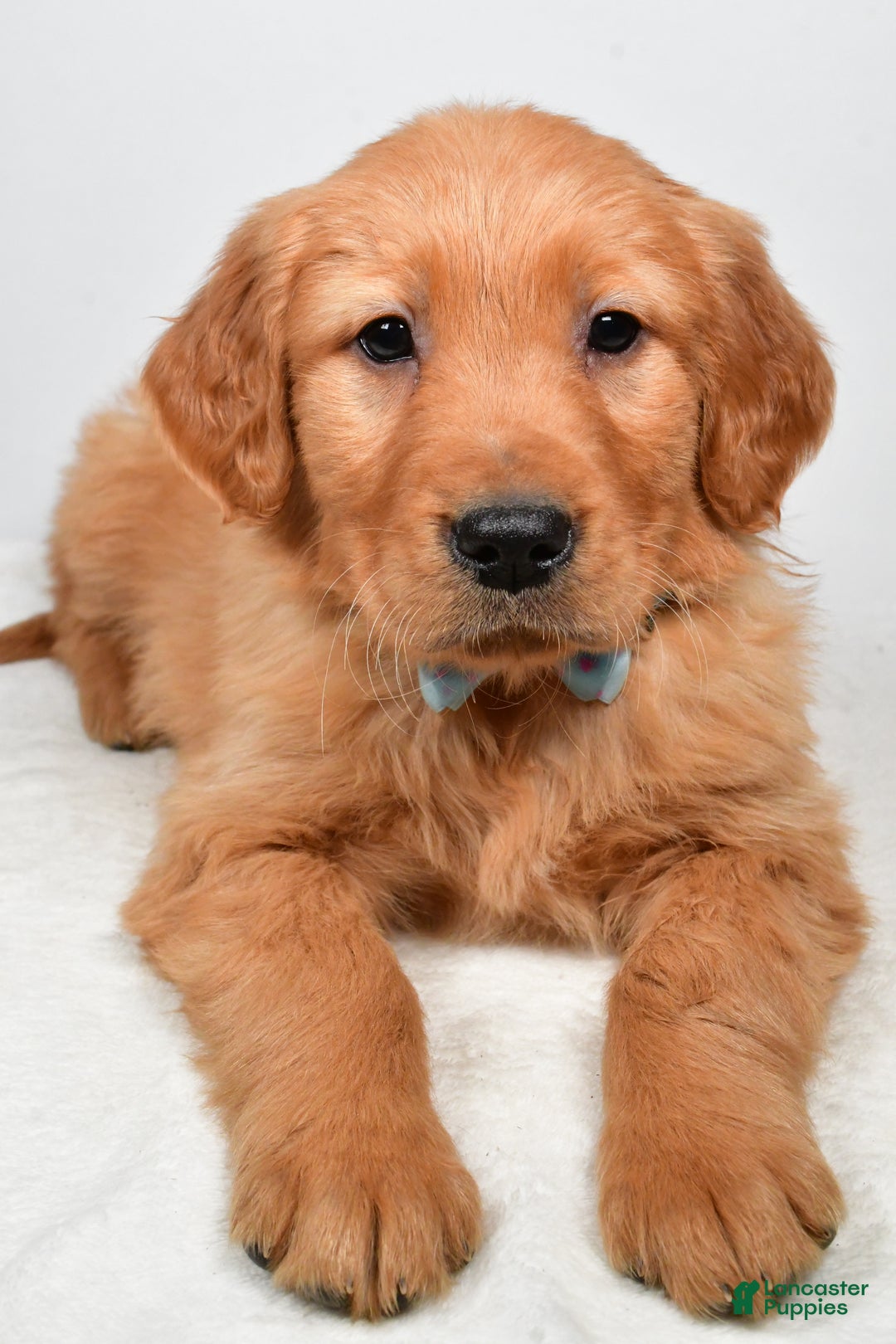 Golden Retriever dogs for sale: King - Ad 4