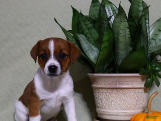 Jack Russell Terrier dogs - Ad 10