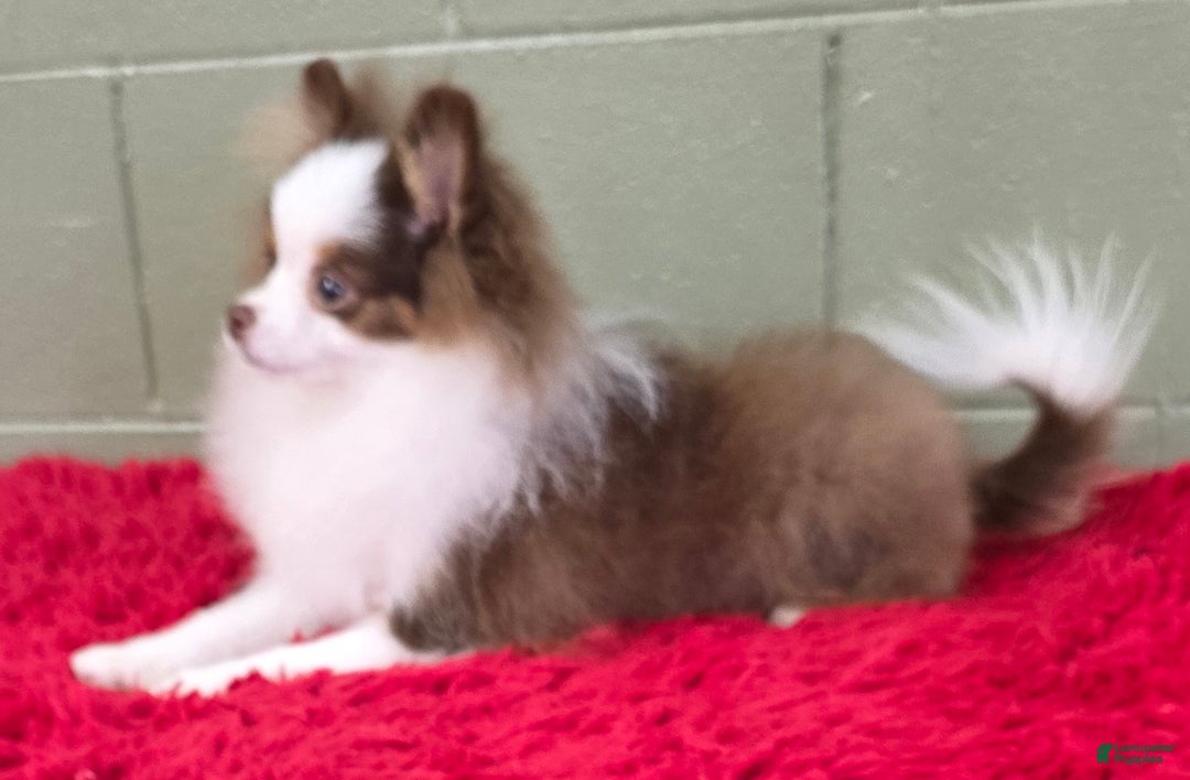 Pomeranian dogs for sale: Gunner - Ad 6