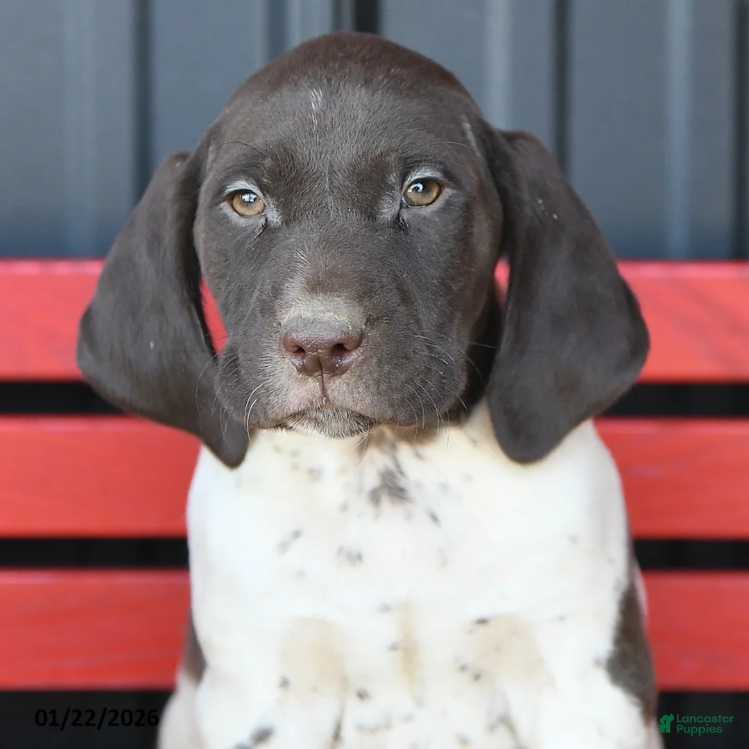 German Shorthaired Pointer dogs for sale: Billy - Ad 3