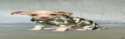 Chihuahua dogs for sale: Ranger - Ad 4