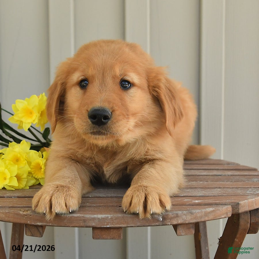 Golden Retriever dogs Cooper - Ad 2