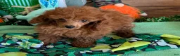 Toy Poodle dogs for sale: Landon - Ad 2