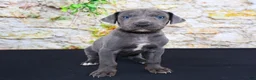 Great Dane dogs for sale: Woogie - Ad 15