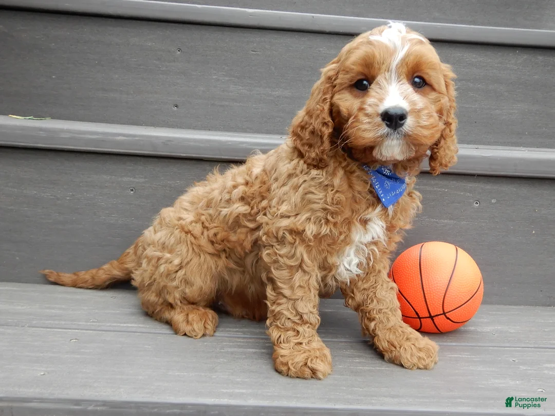 Cavapoo dogs for sale: Scout - Ad 2