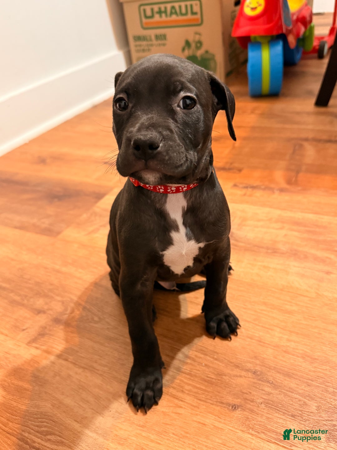 Mixed Breed dogs for sale: Pup Red - Ad 1