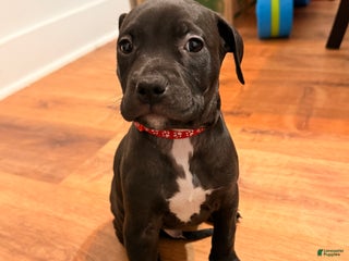 Mixed Breed dogs Pup Red - Ad 24