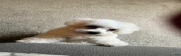 Bichon Frise dogs for sale: Milo - Ad 4