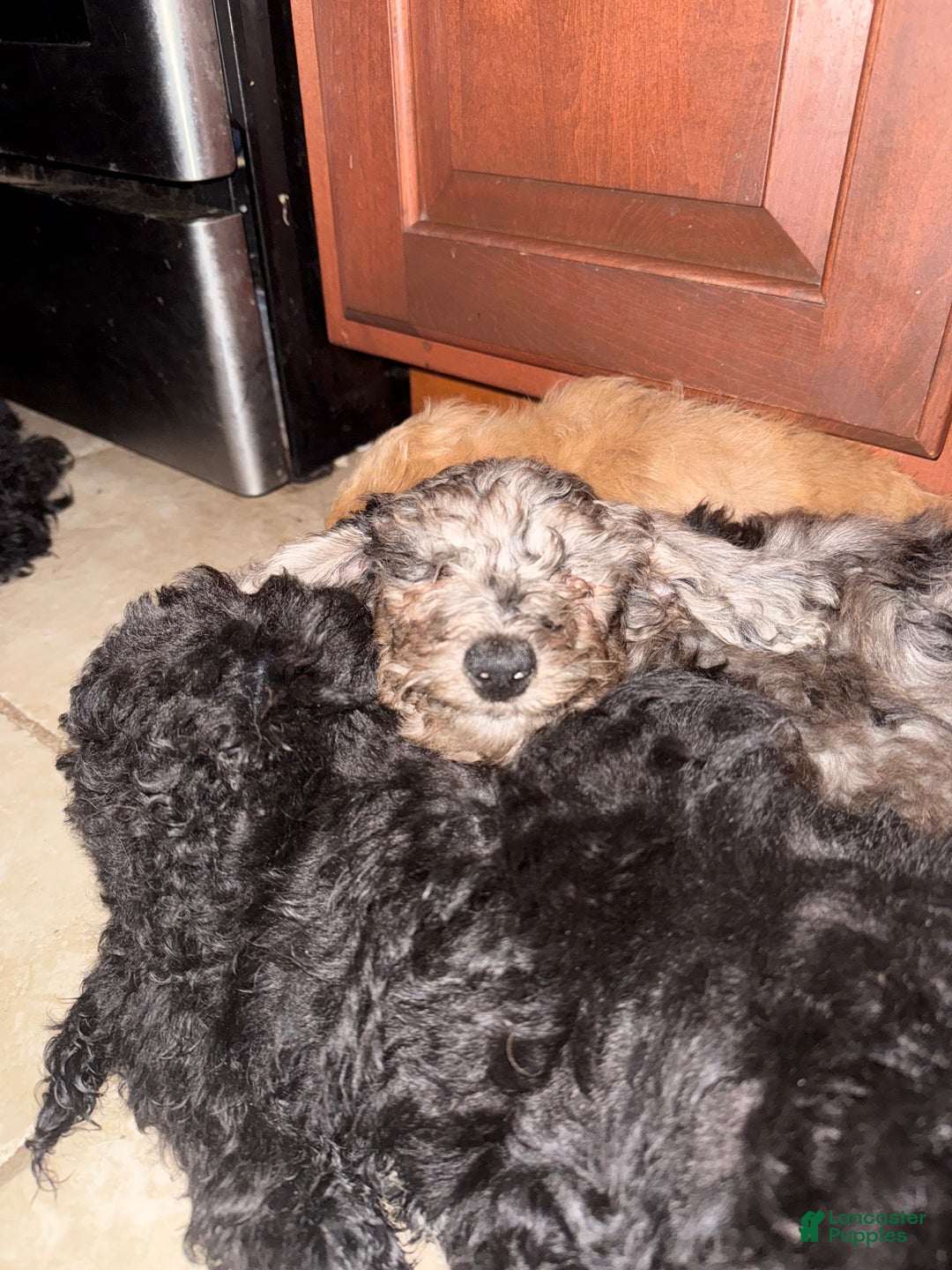 Mini Goldendoodle dogs for sale: Finn - Ad 7