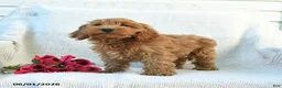 Cockapoo dogs for sale: Jaden - Ad 4