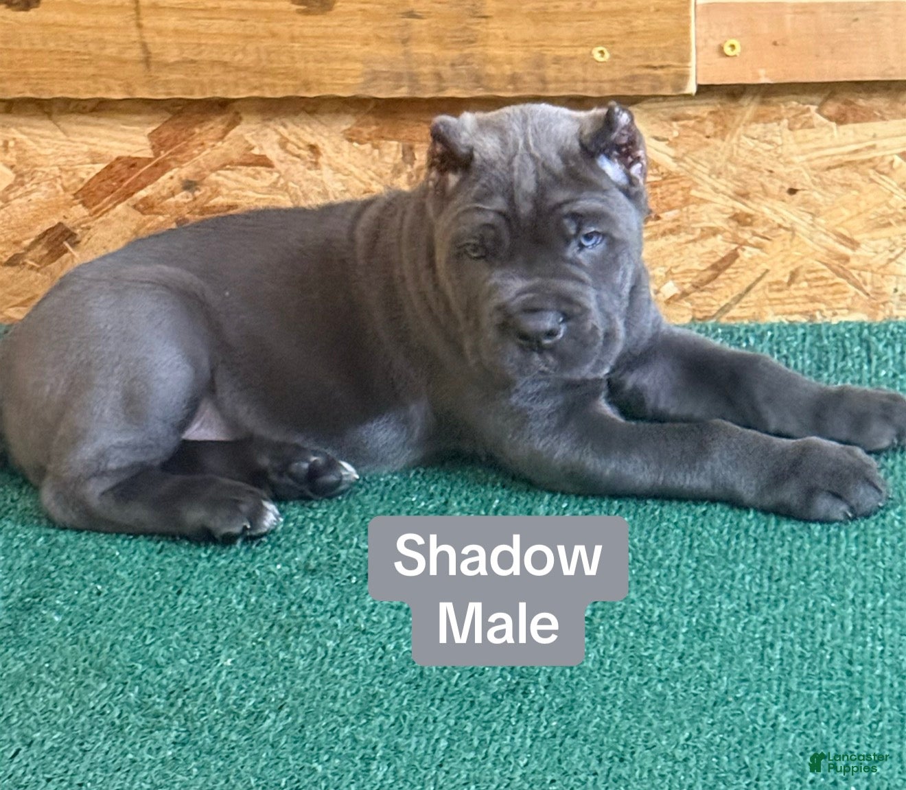 Cane Corso dogs Shadow - Ad 5