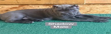 Shadow