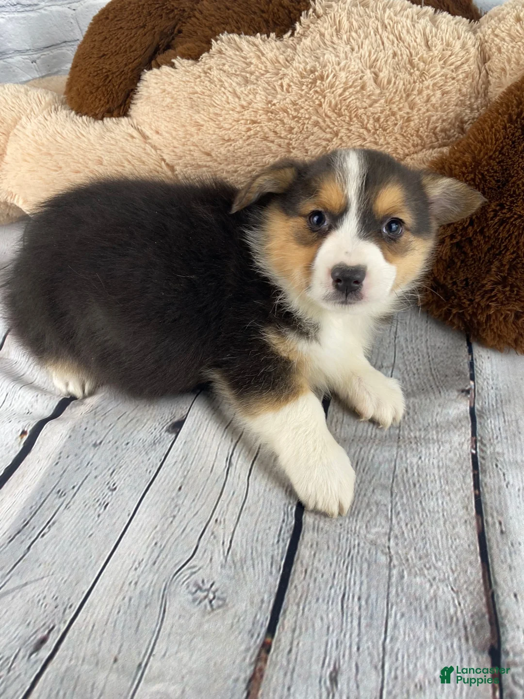 Mixed Breed dogs for sale: Bella - Ad 2