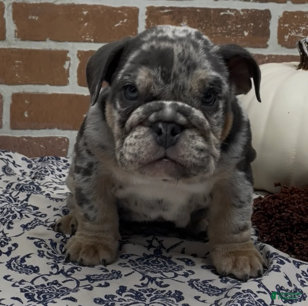 English Bulldog dogs for sale: Hallie - Ad 2