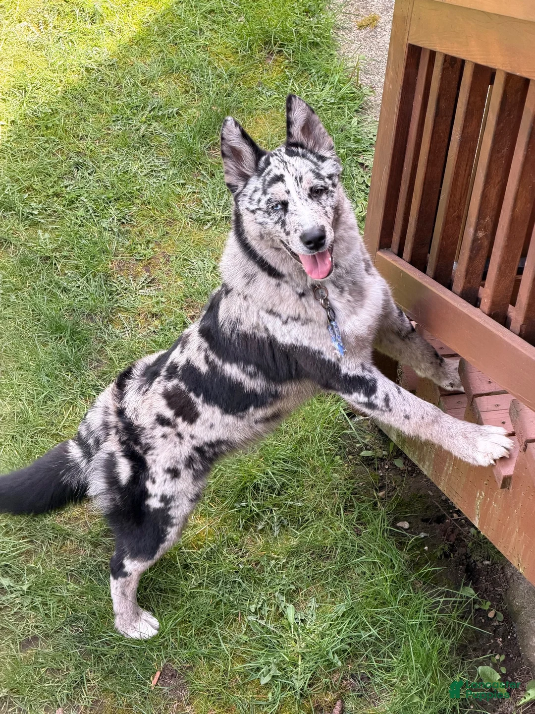 Mixed Breed dogs for sale: Mixed Breed 1 - Ad 1