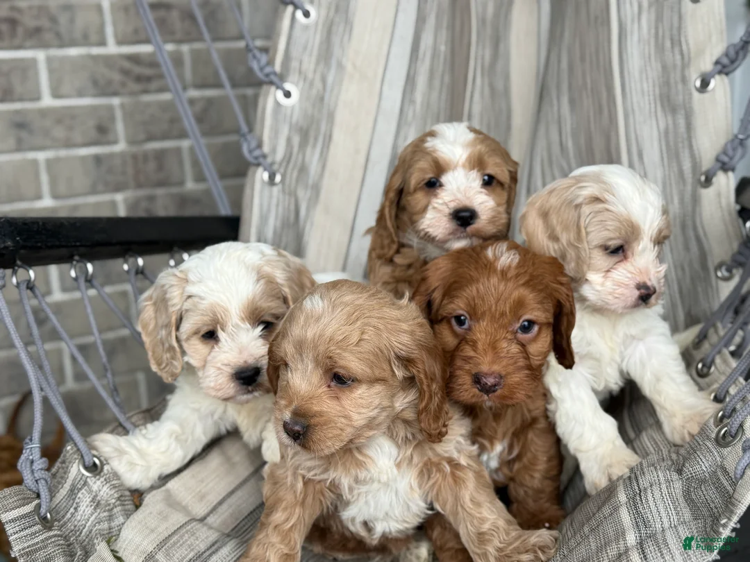 Cockapoo dogs for sale: Maverick - Ad 13