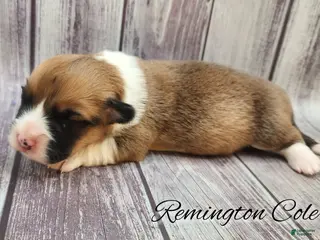 Welsh Corgi Pembroke dogs Runnington Cole - Ad 22