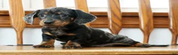 Miniature Dachshund dogs for sale: Lucky - Ad 7