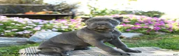 Cane Corso dogs for sale: Tundra - Ad 3