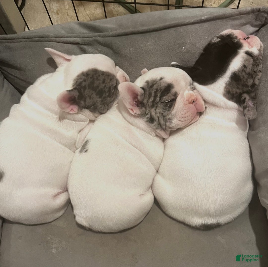 French Bulldog dogs for sale: Titan - Ad 4